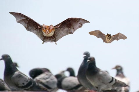 Controle-de-Pombos-e-Morcegos-Bio-Insecta